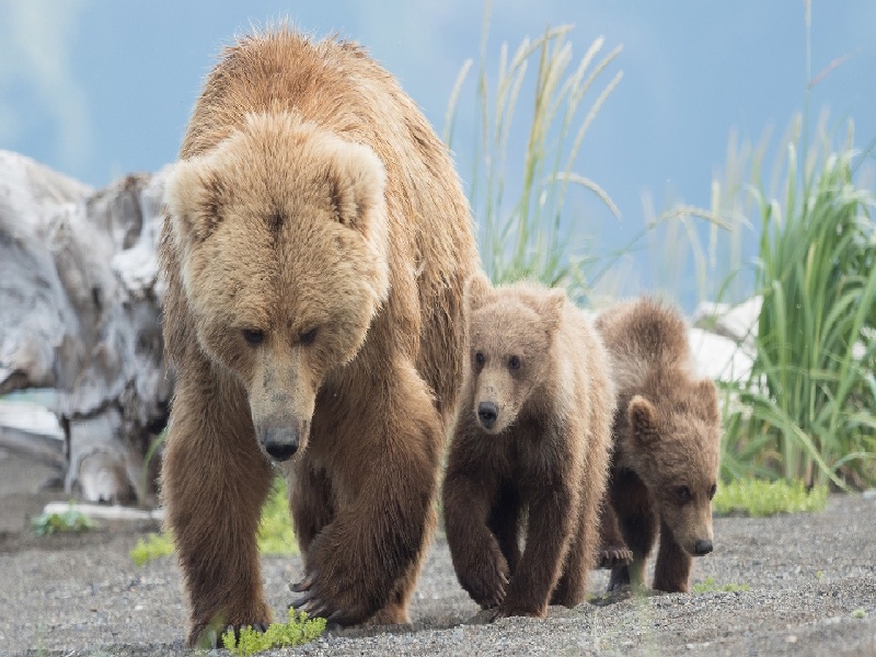用试管繁殖蚂蚁(广西试管医院费用)